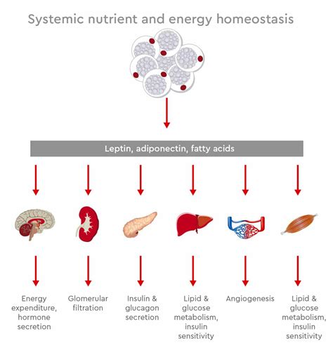 Adipocytes Key Players In Metabolic Homeostasis Promocell