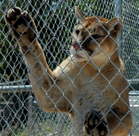 Tigers for tomorrow at untamed mountain Wanna play? | Tigers for Tomorrow Attalla, Alabama, USA ...