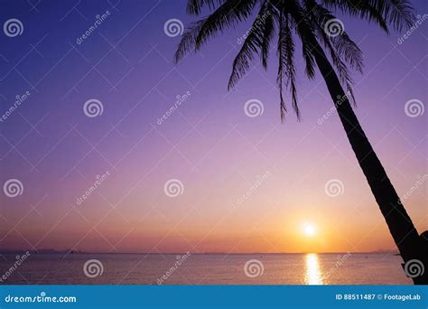 Palm Tree Silhouette On Purple Sunset Background Stock Image Image Of