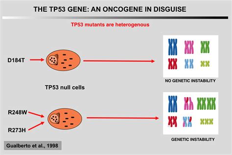 The Tp53 Website Mutant Tp53 An Oncogene