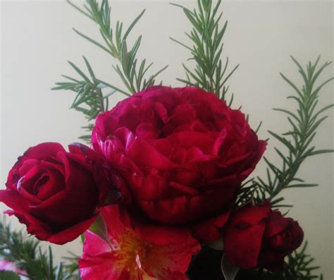 Roses And Rosemaryheavenly Fragrance Rose Flowers Grow Your Own
