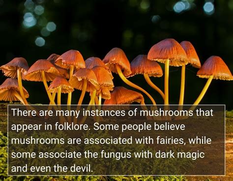 Mushroom Symbolism The Spiritual And Cultural Meanings Of Mushrooms