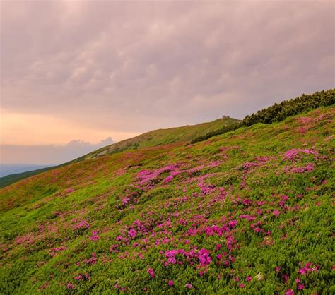 Premium Photo Pink Rose Rhododendron Flowers On Summer Mountain Slope
