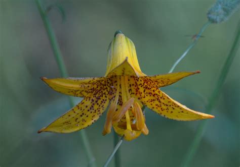 Wild Yellow Lily Information Learn About Canada Lily Cultivation