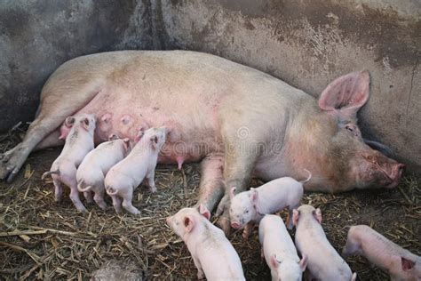 Pig With Piglets Stock Photo Image Of Mother Nature 38759072