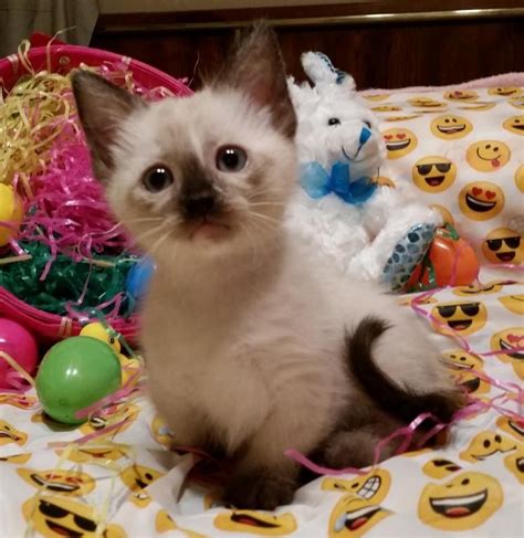 Munchkin Kittens Munchkin Kitten Kitten For Sale Kittens