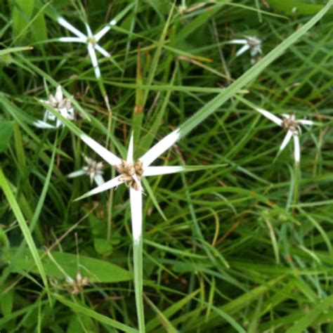 Star Grass Star Rush White Topped Sedge Project Noah
