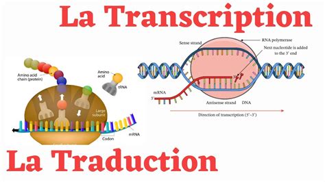 Expression De Linformation Génétique La Transcription Et La