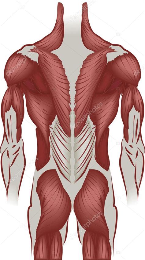 Select from premium human muscle anatomy images of the highest quality. Illustration of the muscles of the back — Stock Vector © Krisdog #6576523