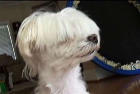 Heres 17 Dogs With Bad Haircuts And The 17 Things They Look Like Dog