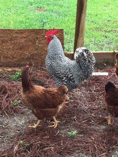 Sight Sexing Barred Plymouth Rock Chicks At Hatch Page 11 Backyard Chickens Learn How To