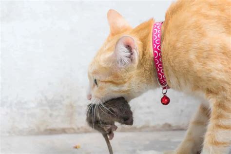 What Breed Of Cat Is Best For Catching Rats 10 Good Breed