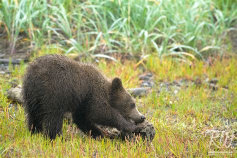 Grizzly Bear Cub Chewing On Driftwood Lake Clark National Park Alaska