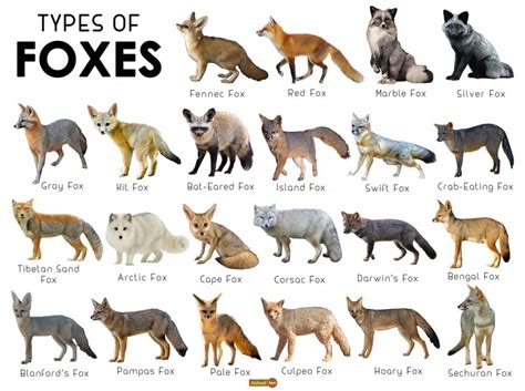 Fox Facts Types Classification Habitat Diet Adaptations