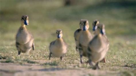 Dawn Tv Commercial Dawn Helps Save Wildlife Ispot Tv