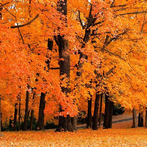 Autumn Backgrounds 59 Images