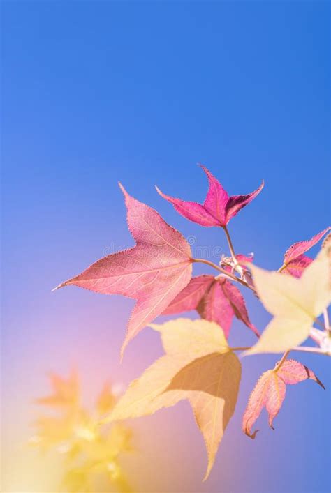 Colorful Pink Maple Leaves On Blue Sky Stock Photo Image Of Leaf