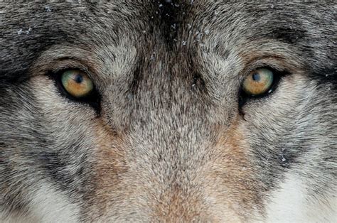 White Wolf Stunning Closeup Pictures Of Wolves Will Reach Into Your Soul