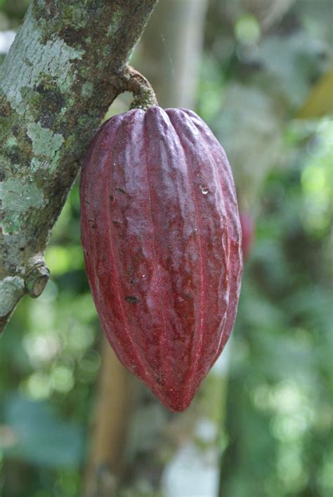 Cocoa Bean Food And Tools