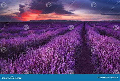 Lavender Fields Magnificent Image Of Lavender Field Summer Sunset