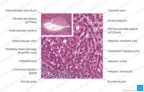 Liver Histology Structure Cells And Characteristics Kenhub