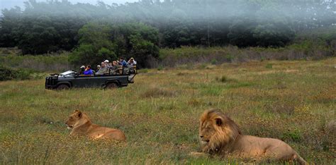 African Safari Packages And Zanzibar Beach Holidays Vic Consult Tours