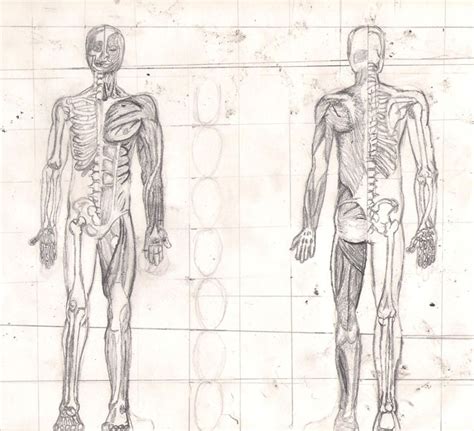 Human Anatomy For Drawing