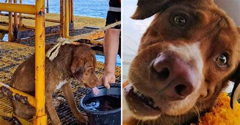 Stranded Dog Discovered Swimming 130 Miles From Shore Gets Rescued By