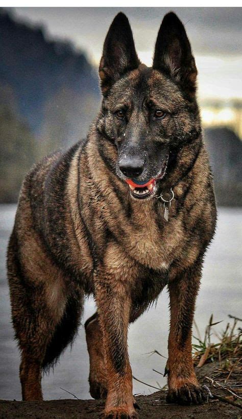 51 Best Dark Red Sable German Shepherd Male Puppies Or Adults Images