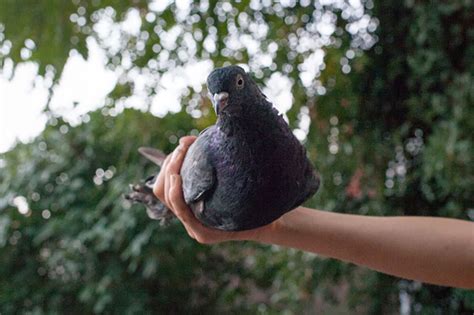 Keeping Pigeons As Pets Ne Pigeon Supplies