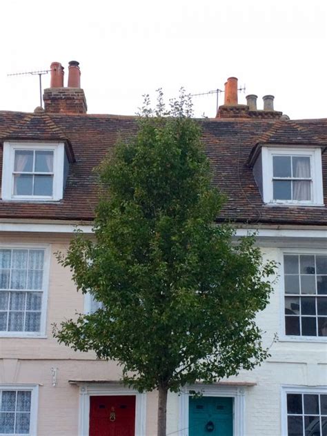 Here you will find excellent examples of trees that will add instant privacy in your garden. The 8 best perfect-for-privacy garden trees - The Middle-Sized Garden | Gardening Blog