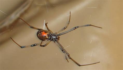 How To Deal With Rats In The Garden Brown Spider Red Hourglass