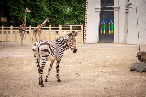 Zoo Antwerpen Nieuwe Reptielenjungle In Zoo Antwerpen Zoosite Zoo