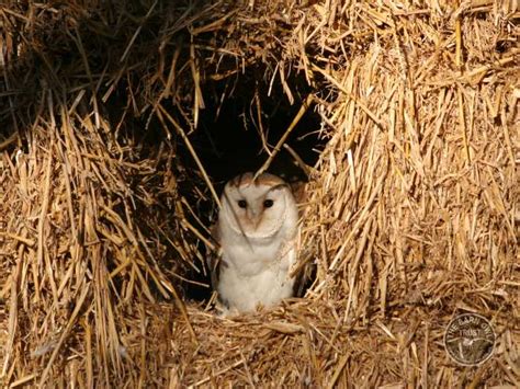 Barn Owls In Their Habitat The Barn Owl Trust