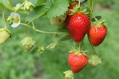 How To Grow And Harvest Your Own Strawberries Farm Flavor