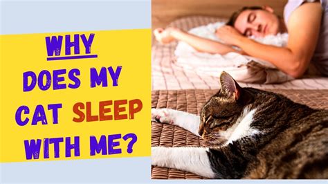 Why Does My Cat Sleep With Me 🐱the Top 5 Reasons And Is It Safe