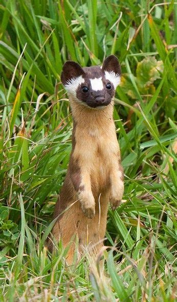 Curious Weasel Zoo Animals Cute Animals Animals