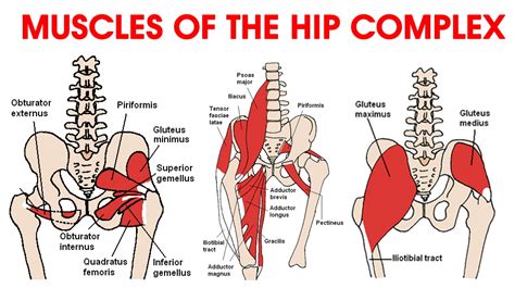 Hip Muscles Diagram Anatomy Surgical Technician Hip Muscles