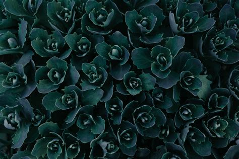 Dark Green Plants Abstract 5k Hd Nature 4k Wallpapers Images