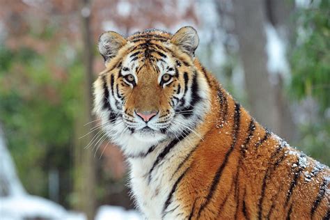 What We Know About The Bronx Zoo Tiger With Covid 19 And How The