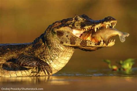Caiman Facts For Kids With Information Pictures And Video