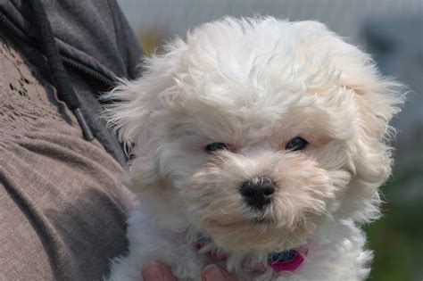 Bichon Frise Puppy 11-14 weeks on Behance
