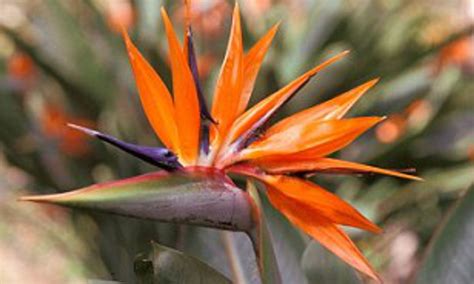 Summer Garden Flowers South Africa 10 Best Bedding Plants Life Is A