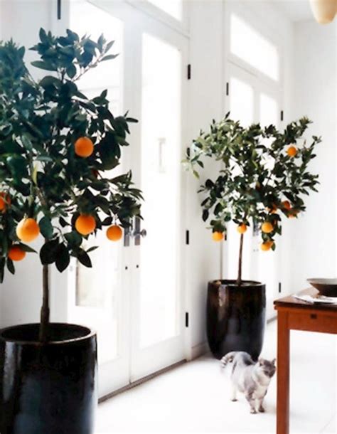 6 Sweet Delicious Fruits You Can Grow Indoors All Year Long