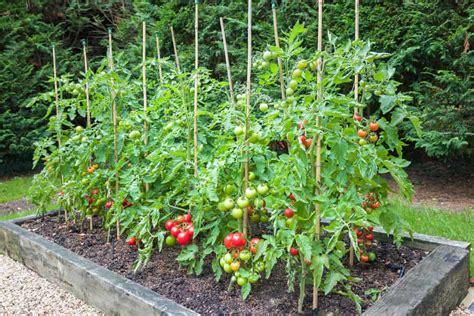 How To Plant Tomatoes In A Garden Hakuchuumu
