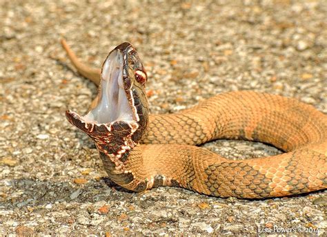 Know The 4 Venomous Snakes Of Tennessee Williamson Source