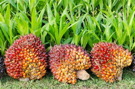 As palm oil is an important constituent of human food, we will continue to. Malaysian government launches own palm oil standard