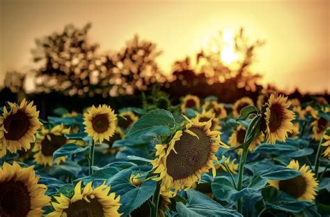 Sunflowers Field Sunset Sky Nature Wallpaper Coolwallpapersme