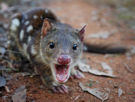 Quolls Eat Humans Research Reveals 111 Times They Made A Meal Of Us