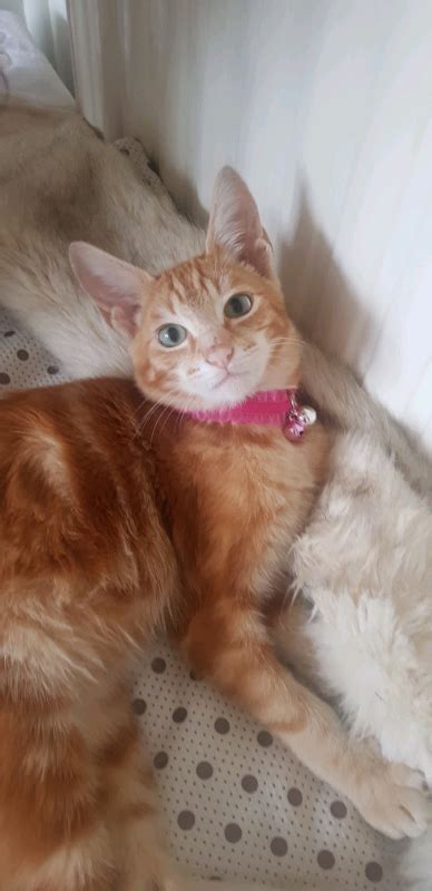 Beautiful Half Siamese British Ginger Kittencat 7 Months Old In